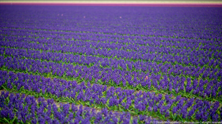Purple hyacinths cover a wide field, with faint planting rows and a narrow pink flower band along the far edge.