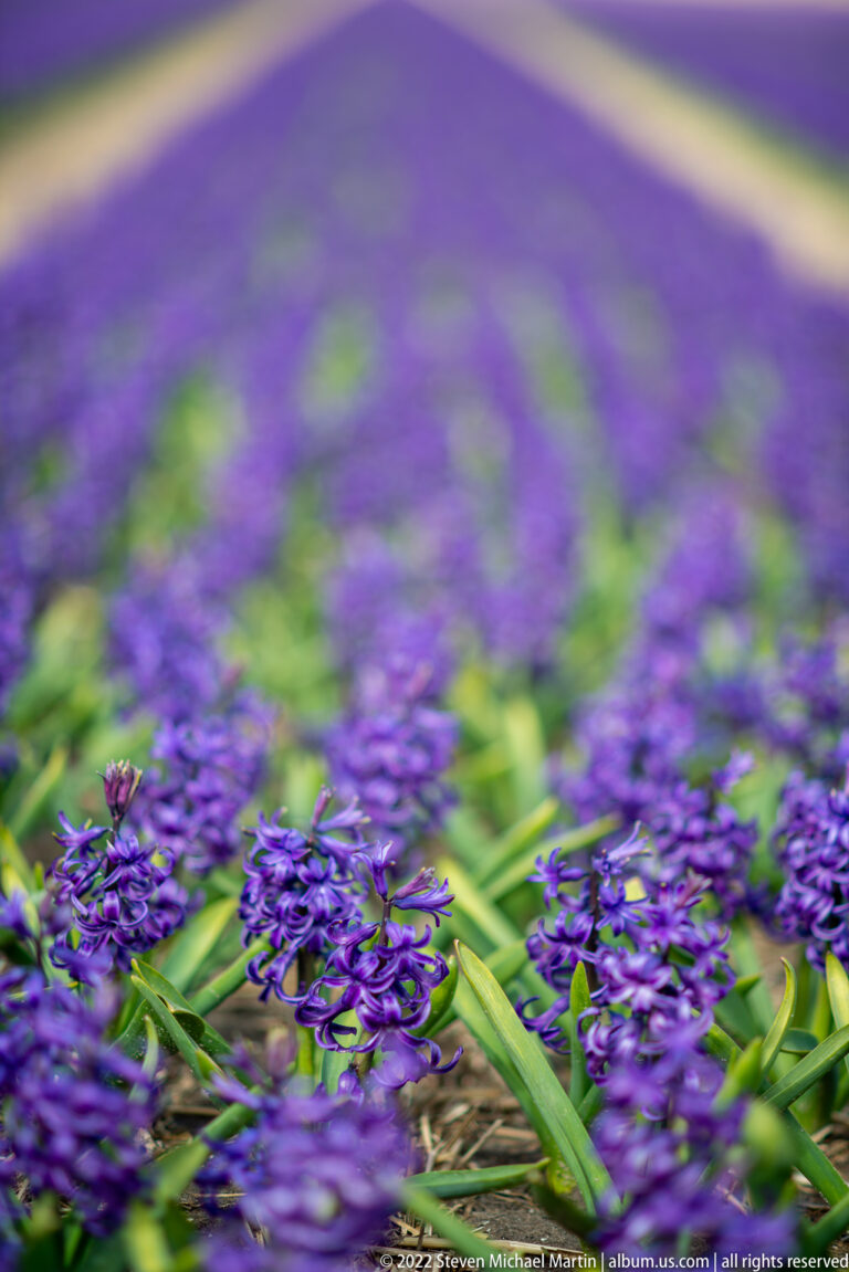 Sharp purple hyacinth spikes rise in the foreground against a softly blurred field of similar flowers.