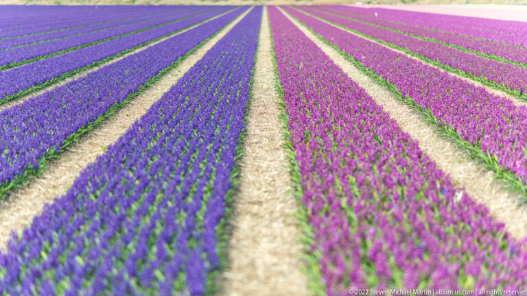 Purple and pink hyacinth rows run toward the horizon between pale straw paths in a strongly symmetrical composition.