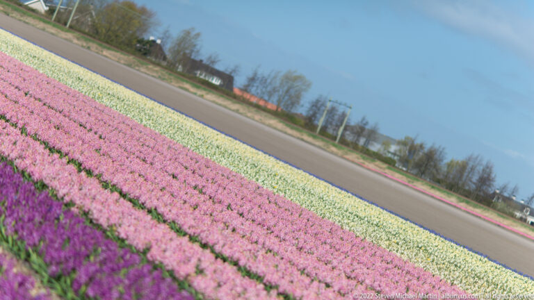 Diagonal bands of pink and white hyacinths border a paved road, with trees and low buildings beyond.