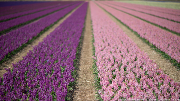 Deep purple hyacinths and pale pink hyacinths grow in parallel rows separated by narrow straw-covered paths.