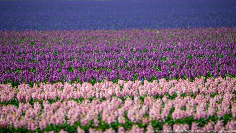 Pale pink, magenta, and blue-purple hyacinths form horizontal bands across a cultivated field.