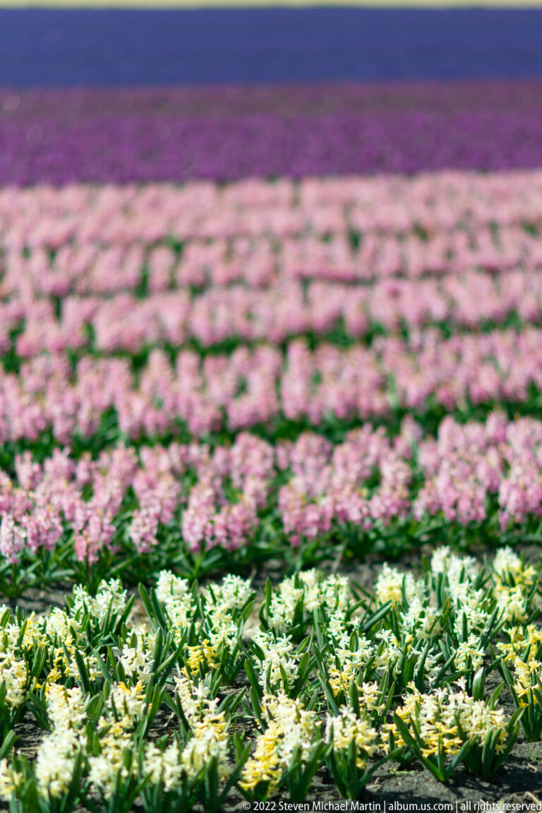 Cream-white hyacinths fill the foreground beneath pale pink, magenta, and blue-purple flowering bands.