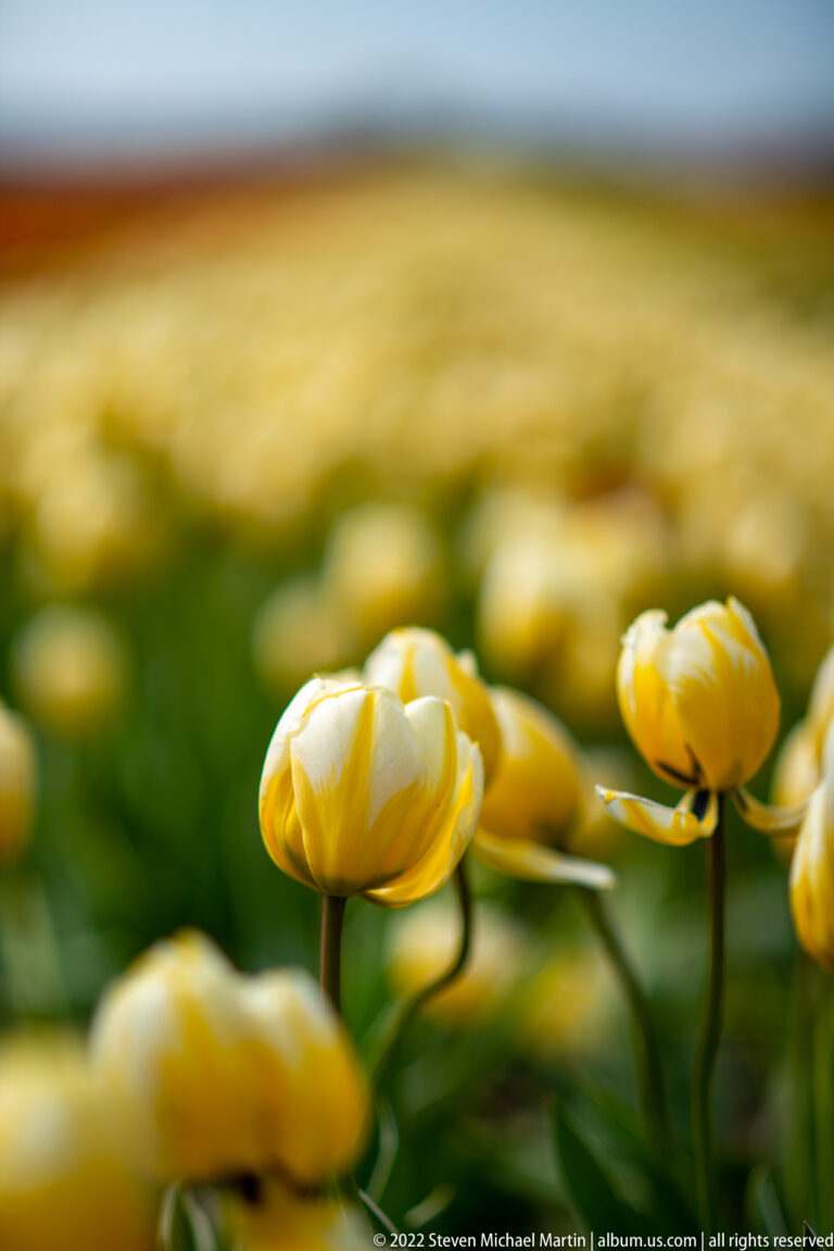 Several double yellow tulips stand in focus against a softly blurred field of yellow blooms.