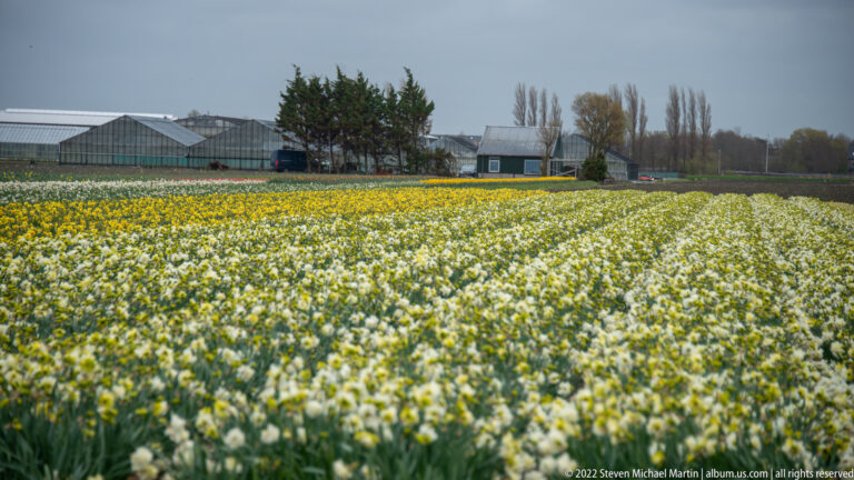 Broad rows of white spring flowers extend toward greenhouses and farm buildings, with a narrow yellow band behind.