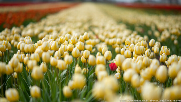 One red tulip stands among many cream-yellow tulips in a densely planted field with shallow depth of field.
