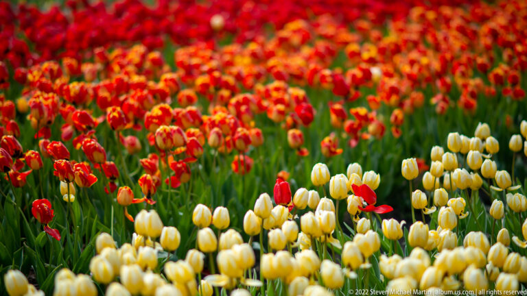 Cream-yellow tulips with scattered red blooms fill the foreground below a dense red-orange tulip field.