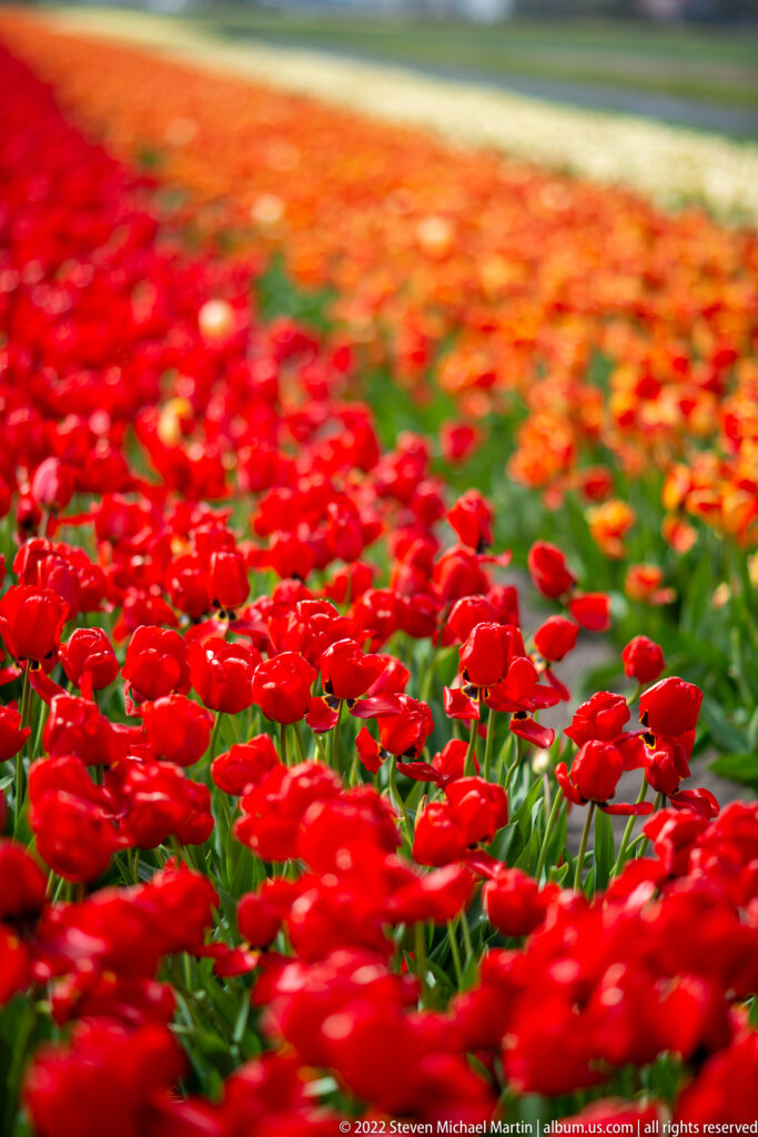 Bright red tulips fill the foreground, with orange and pale flower bands softly receding behind.