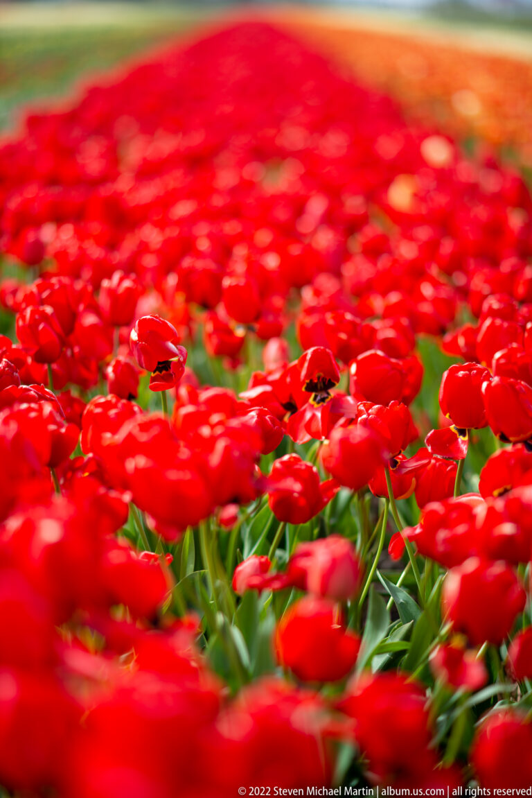 Red tulips densely fill the foreground beneath a narrow orange flower band near the horizon.