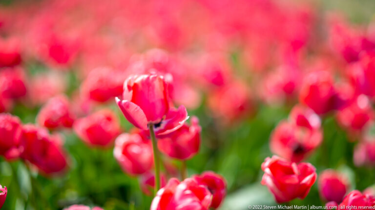 One pink-red tulip stands sharply focused among softly blurred pink and red tulips.