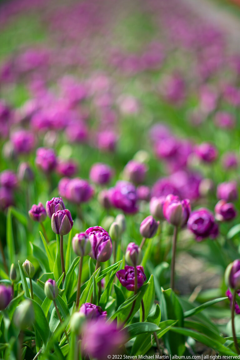 Purple double tulips rise above green leaves, with foreground blossoms sharp and the surrounding field softly blurred.
