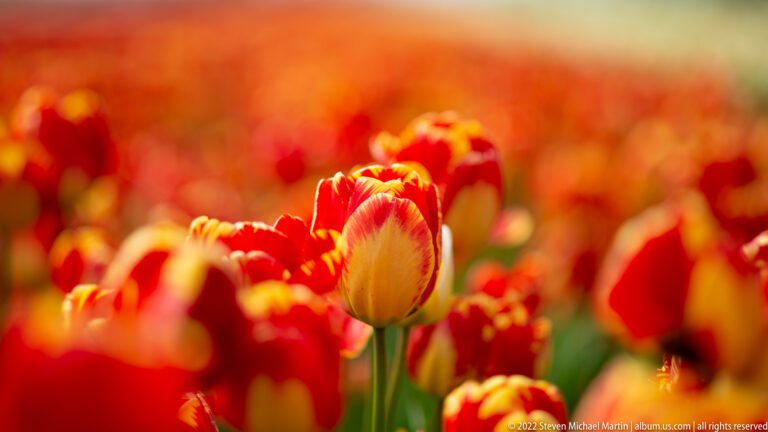 Red-and-yellow tulip stands in sharp focus against a softly blurred field of similarly warm-colored flowers.