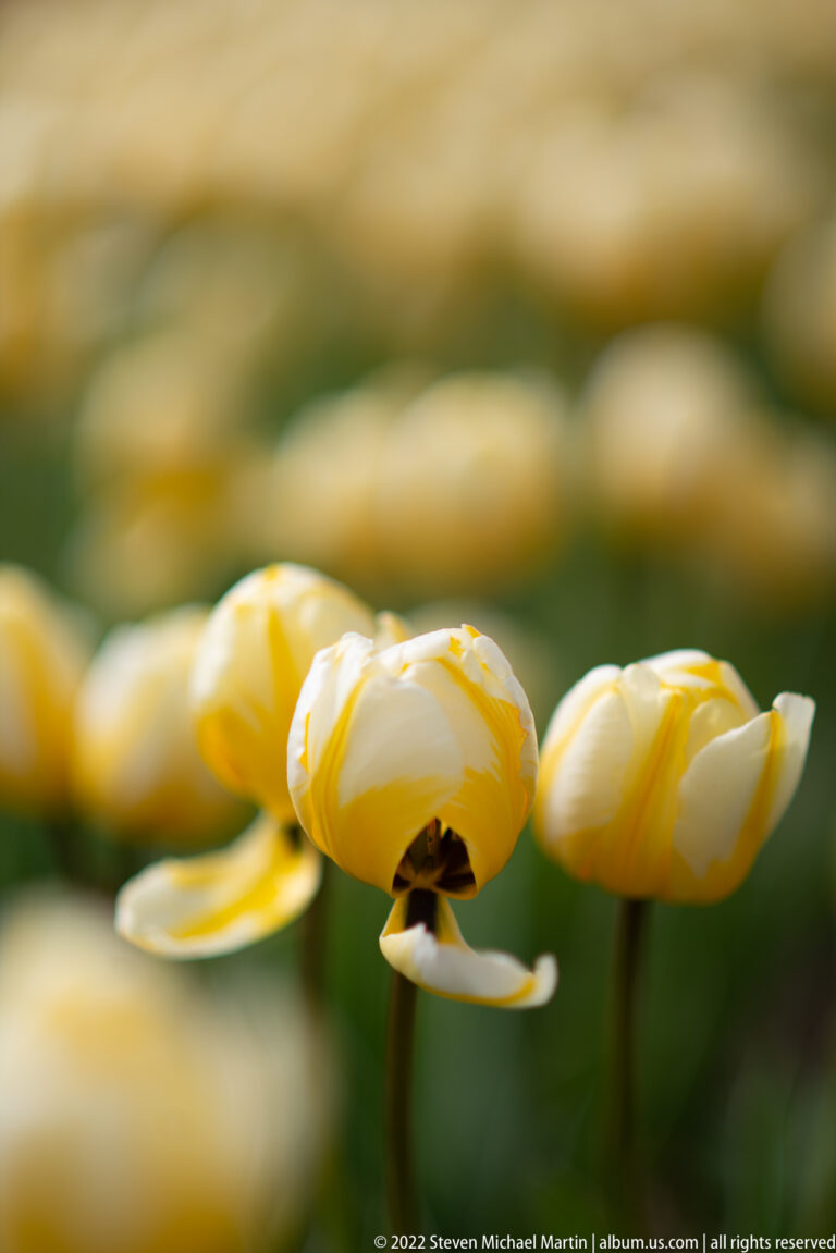 Double cream-yellow tulips bloom in shallow focus, with one partly open flower revealing a darker center.