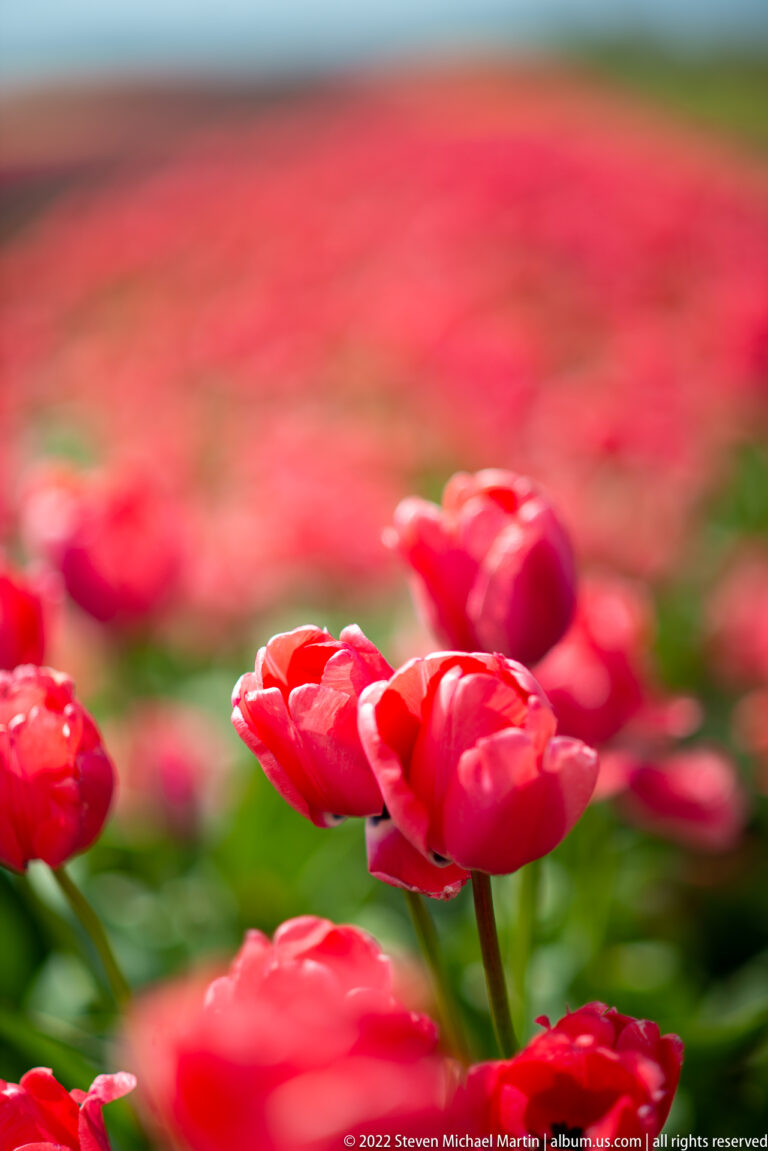 Layered pink-red tulips stand in focus against a softly blurred field of similar blooms.