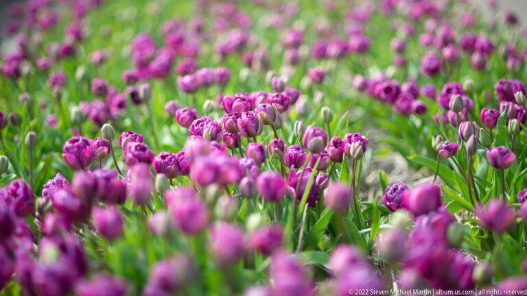 Purple double tulips grow densely among green leaves, with the central flowers sharp and foreground and background softly blurred.