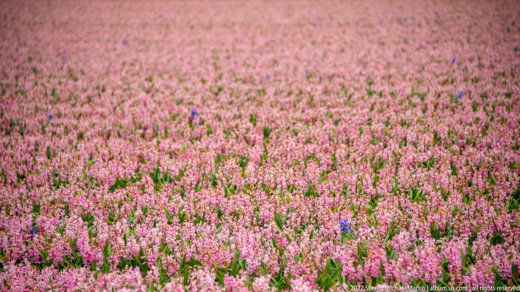 Pink hyacinth flower spikes fill the frame, with the foreground more sharply focused than the distant field.