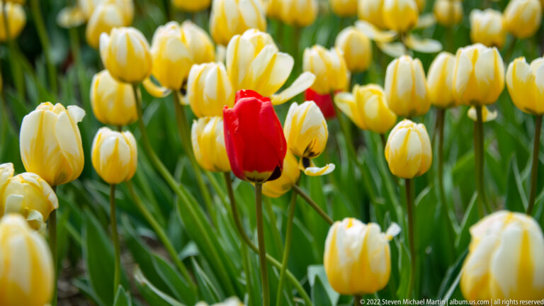 One red tulip stands prominently among pale yellow tulips in a densely planted field.