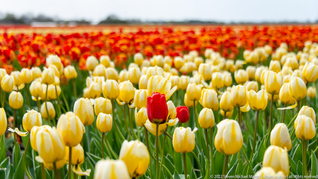 Pale yellow tulips with two red blooms fill the foreground beneath a broad red-orange tulip field.