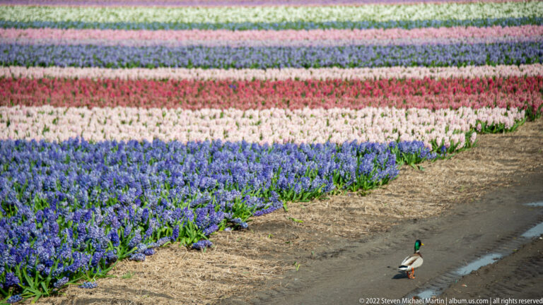 Male mallard stands on a muddy field track beside blue, pink, red, and white flowering bulb rows.