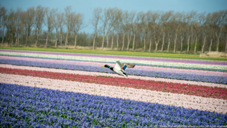 Lisse