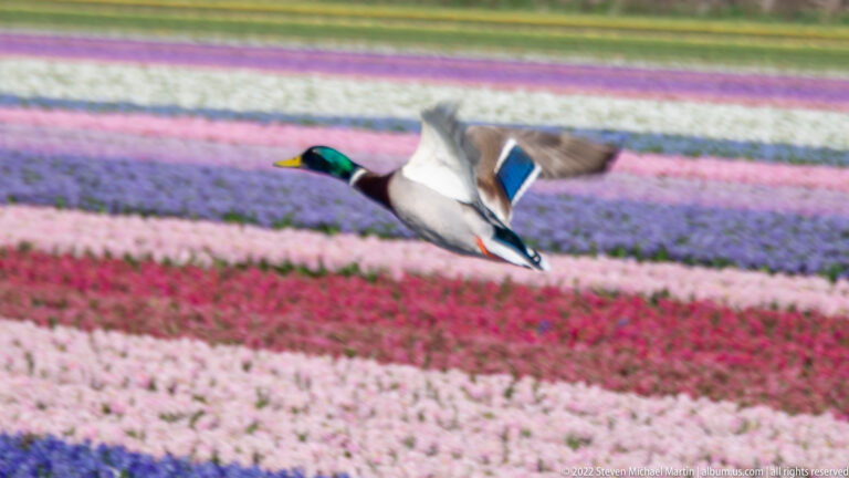 Male mallard flies across blurred pink, purple, and white flower fields, its green head and blue wing patch clearly visible.