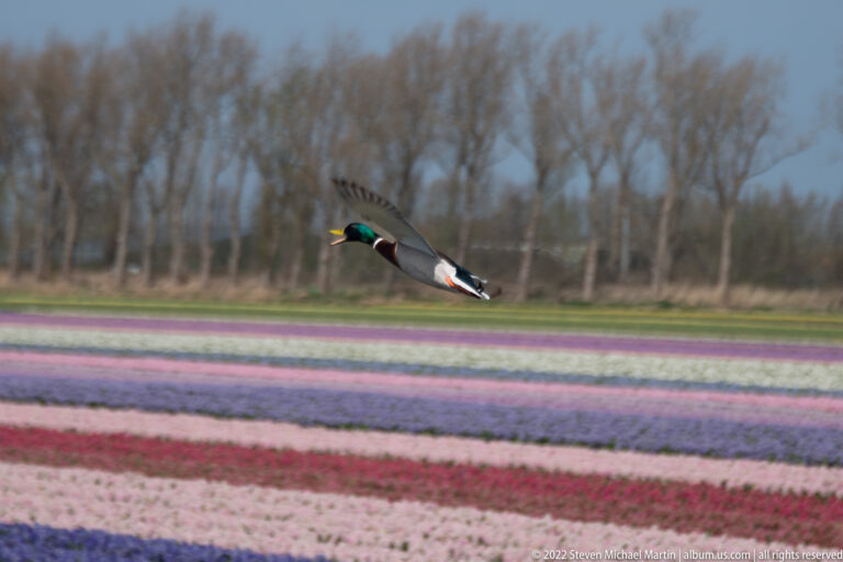 Male mallard flies in profile over pink, purple, white, and red bulb fields backed by leafless trees.