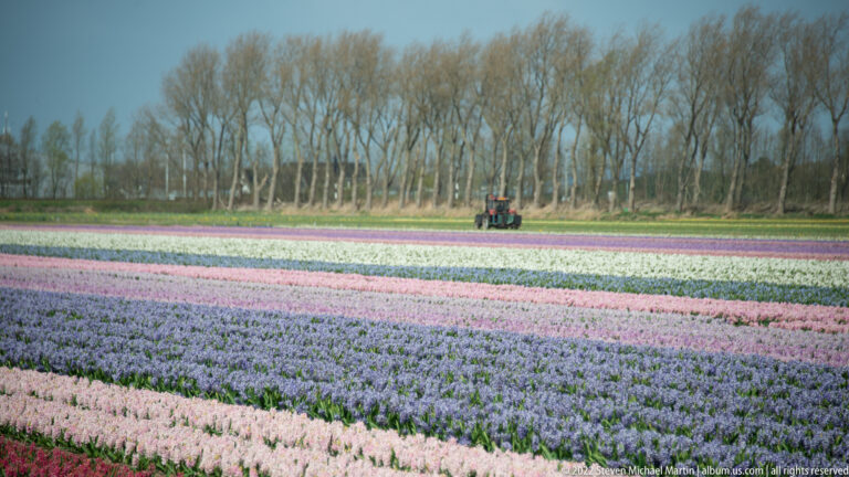 Tractor travels across multicolored bulb fields beneath a line of tall leafless trees.