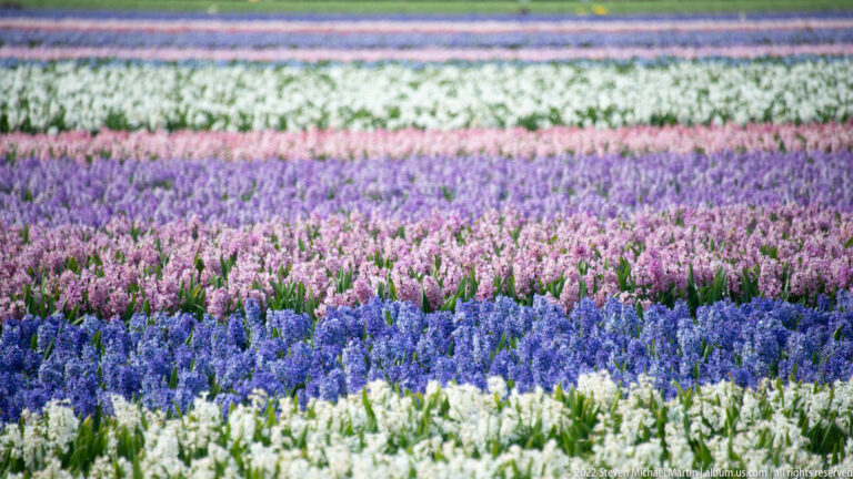 White, blue-purple, pink, and lavender hyacinths form stacked horizontal rows across the field.