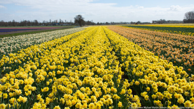 Yellow and apricot daffodil rows converge toward the horizon under a lightly clouded sky.