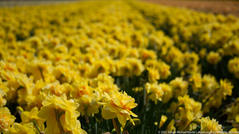 Double yellow daffodils with ruffled centers bloom densely, with foreground flowers sharp and the field softly blurred behind.