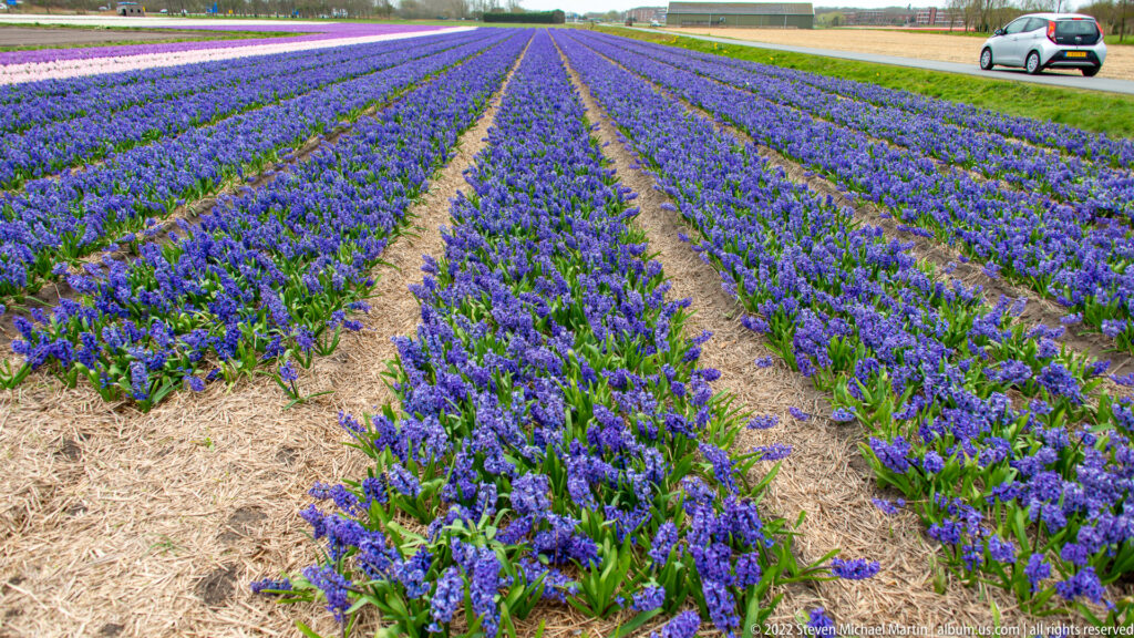 Blue-purple hyacinth rows extend into the distance between straw-covered paths, with a road and vehicle beyond.