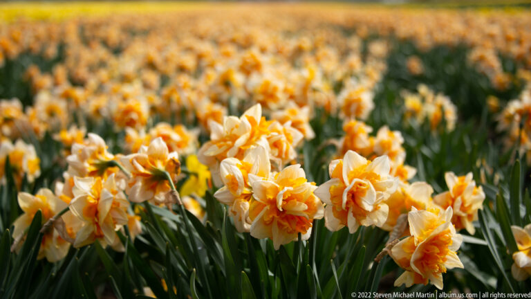 Double cream-and-apricot daffodils bloom in the foreground against a softly blurred field of similar flowers.