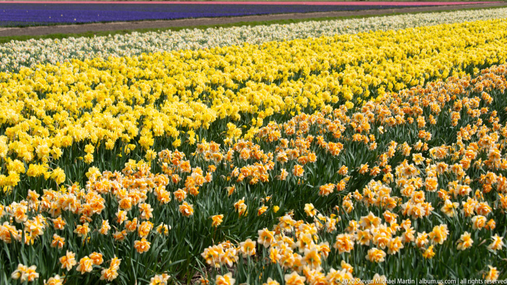 Cream-and-orange daffodils fill the foreground below a broad field of bright yellow daffodils.