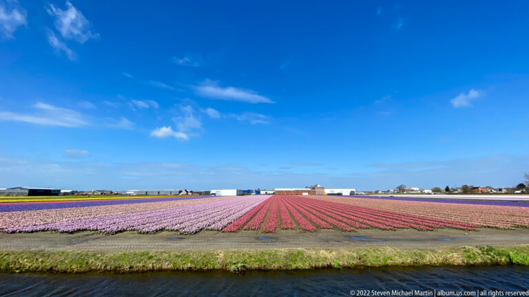 Pink and red flower rows stretch beyond a drainage canal beneath a broad blue sky and low distant buildings.