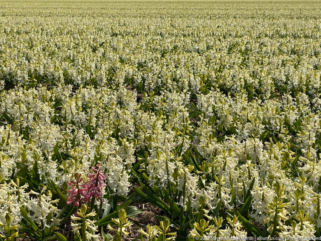 White hyacinths densely cover a field, with one purple-pink flower spike standing out in the lower foreground.