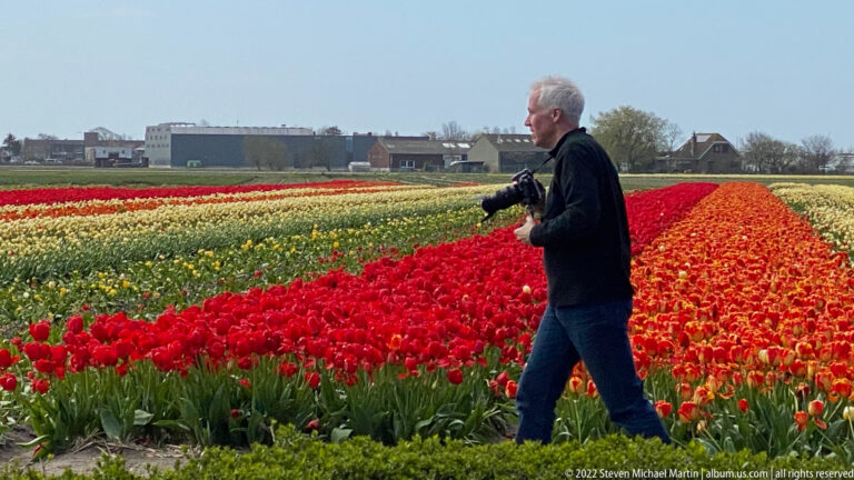 Man carrying a camera walks between red and orange tulip rows, with pale flower fields and buildings behind.