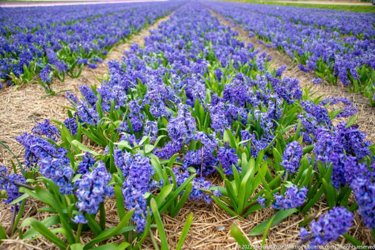 Close rows of blue-purple hyacinths rise through straw mulch, with broad green leaves around each flower spike.