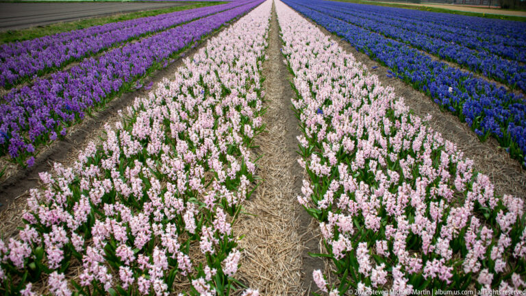 Pale pink hyacinths form a central row between purple and blue flowering rows that converge toward the horizon.