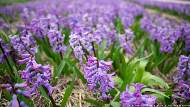 Pink-lilac hyacinth spikes stand in sharp focus against softly blurred flowers and green leaves.