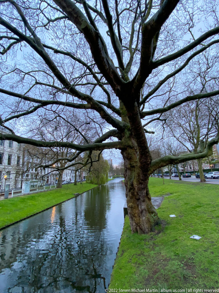 Large bare-branched tree beside a narrow canal with grassy banks and pale buildings beyond.