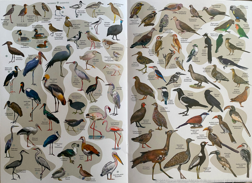 Two-page bird guide filled with labeled illustrations of long-legged waterbirds, waders, cranes, storks, flamingos, and other species.