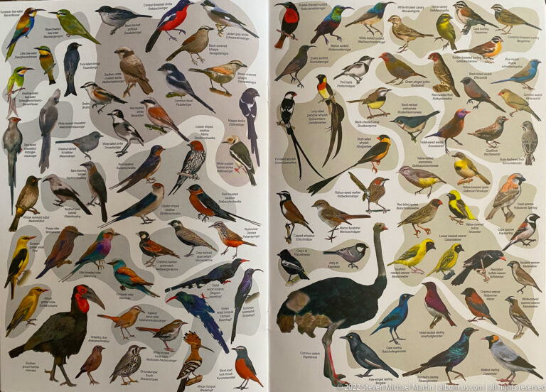 Two facing guide pages crowded with labeled illustrations of colorful perching birds and other land birds of varied sizes.