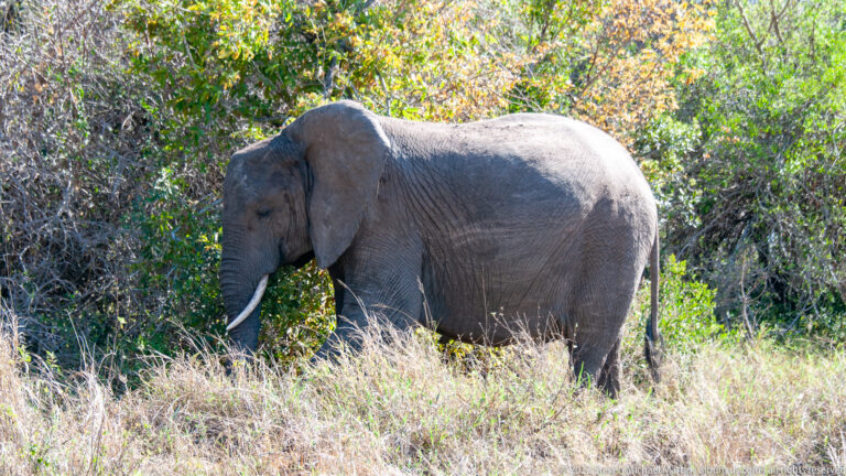 Side view of an African bush elephant walking through dry grass and leafy roadside scrub near Skukuza.