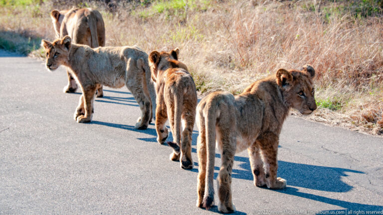 Group of lionesses and younger lions walking together along a paved road through dry Kruger bushveld.