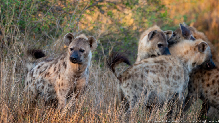 Group of spotted hyenas standing together in dry grass, one facing forward and others partly overlapping.