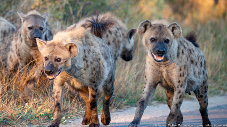 Two spotted hyenas walking toward the camera on a paved road, with a third behind them.