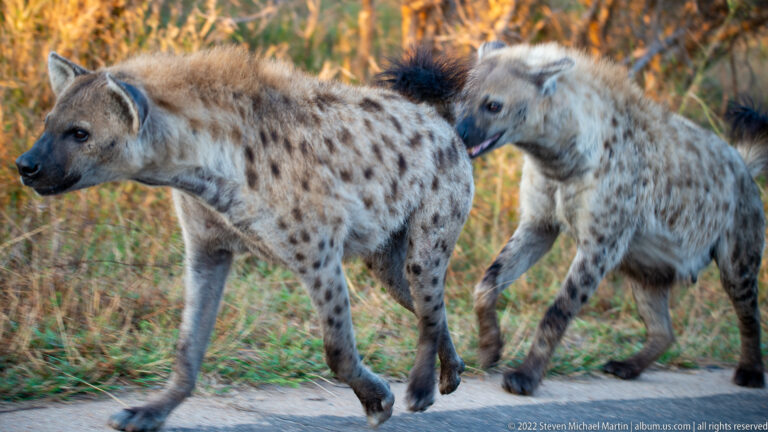 Two spotted hyenas walking across a paved road in profile, one closely following the other.