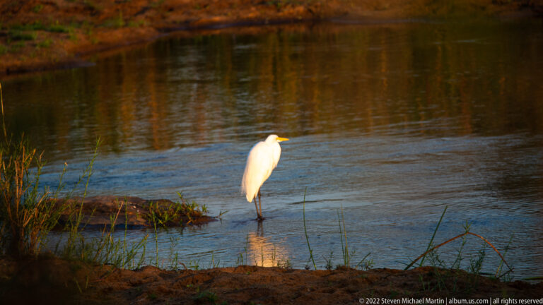 Great egret with white plumage, yellow bill, and dark legs standing beside gently flowing water.