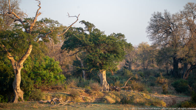 Mature spreading trees above dry brush and leaf litter in warm late-day light.