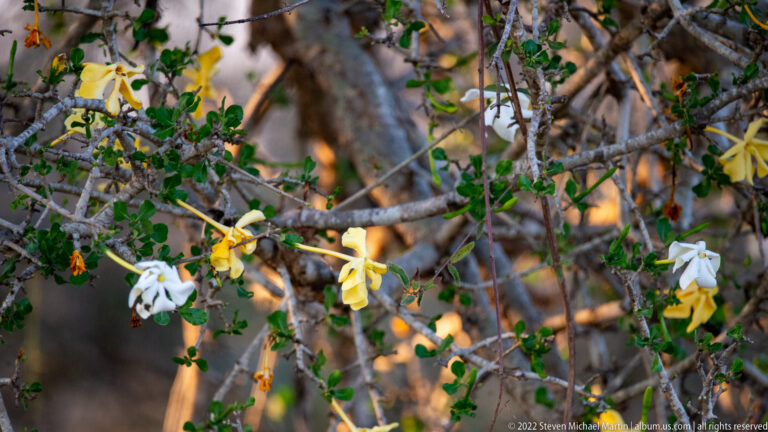 White and yellow tubular flowers hanging from a woody shrub with small green leaves.